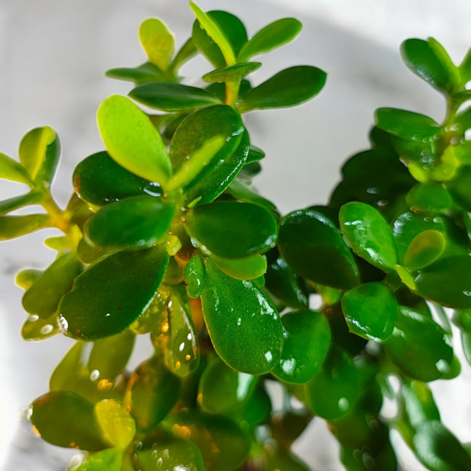 Jade Plant for Indoor (Crassula ovata)